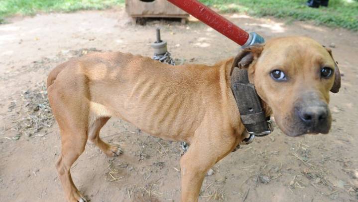 Gastonia man convicted of dogfighting