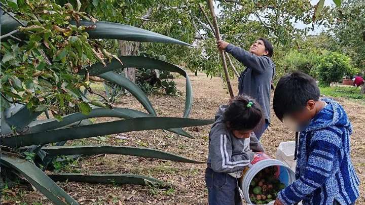 “En San Juan cuajan, en Santiago rajan”; la nuez de Castilla vive un buen año de producción en Tlaxcala