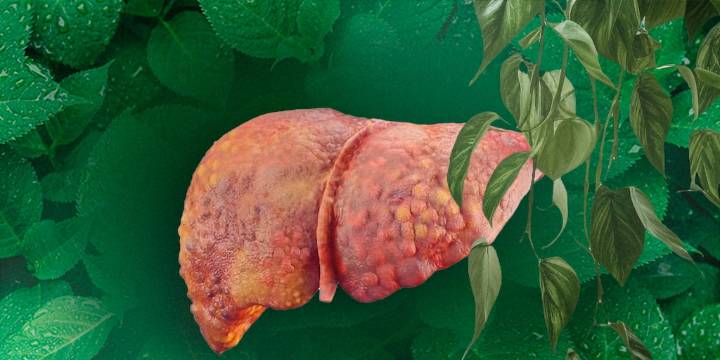 La hierba eficaz que ayuda a evitar la cirrosis hepática, sanar el hígado graso y reducir su inflamación