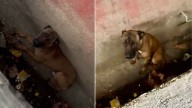 California Puppy Found In A Sewer Finally Sleeps Knowing He Is Safe