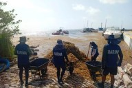 Secretaría de Marina recolecta más de 200 toneladas de sargazo en costas de Mahahual y Xcalak