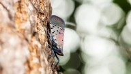 Keep This Tree In Your Yard To Help Trap & Get Rid Of Pesky Spotted Lantern Flies