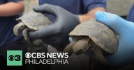 Philadelphia Zoo welcomes 9 more critically endangered Galápagos tortoises