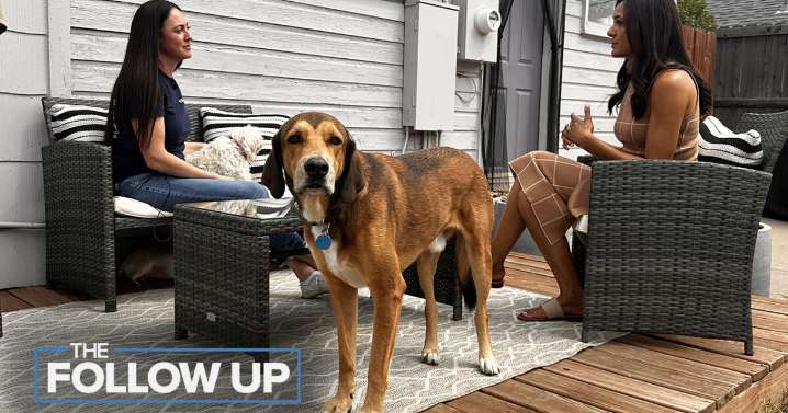 Colorado foster pet families concerned over unintended consequences of city pet limits