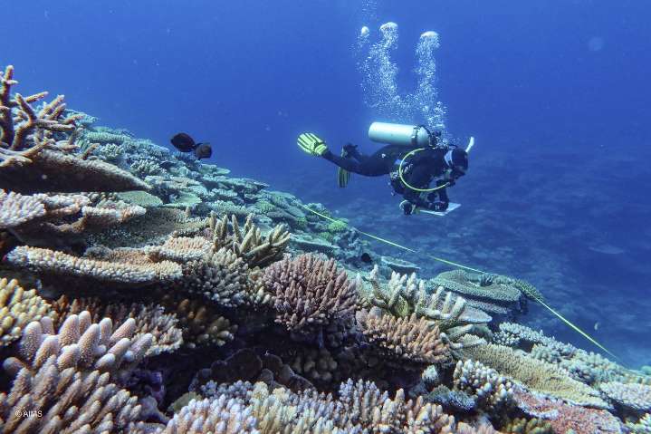Great Barrier Reef suffers its largest annual coral loss in 39 years