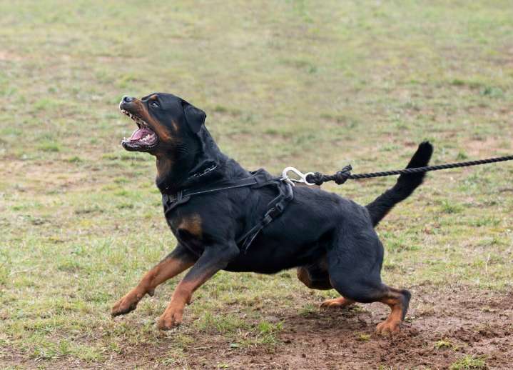 Niña de 2 años hospitalizada tras ataque de rottweiler en Fort Lauderdale