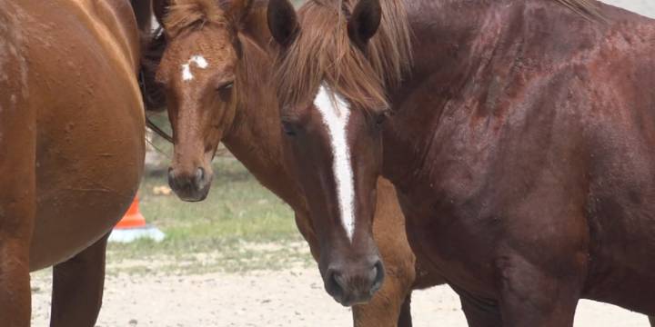 Discussions continue on free-roaming Breathitt Co. horses