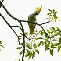 HK scientist puts hope in nest boxes to save endangered cockatoos