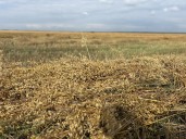 Recent rain halting harvest in southeast
