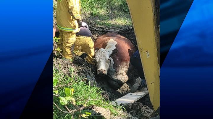 Dartmouth firefighters rescue cow stuck in the mud