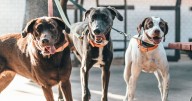 ¿Cuánto cuesta tener un perro o gato en México? Costos reales y consejos para ahorrar