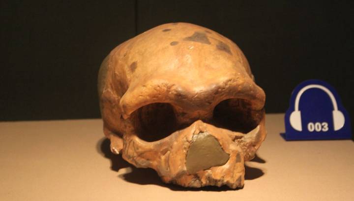 Yet Another Ancient Human Skull Turns Out To Be Denisovan