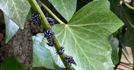 Spotted Lanternfly Nymphs Could Be Trouble for Citrus Growers