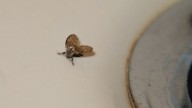 El truco milenario de la abuela para eliminar las molestas mosquitas que aparecen en tu baño