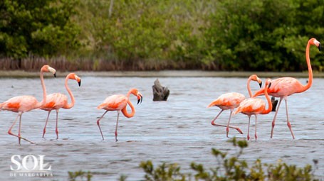 Invitan a margariteños a participar en el Censo de Flamencos 2025