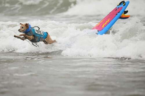 Who’s the top dog? Wave-riding canines compete in the World Dog Surfing Championships