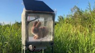 Florida combate una invasión de pitones birmanas con conejos robots