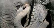 Cae la población mundial de elefantes a 400 mil ejemplares, advierte WWF España