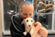 Elderly service dog Bam Bam reunited with blind owner 2 months after being stolen
