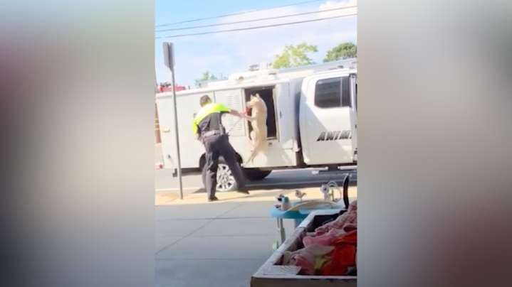 Disturbing video shows an animal control officer handling dog with excessive force