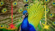 Hallazgo óptico inédito: Científicos descubren un sorprendente láser natural oculto en las plumas del pavo real