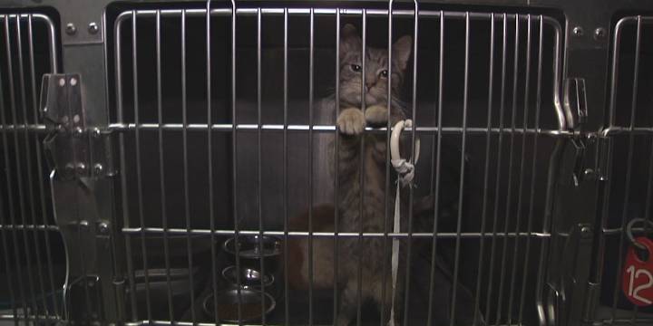 Humane Society looking for families to take in pets temporarily