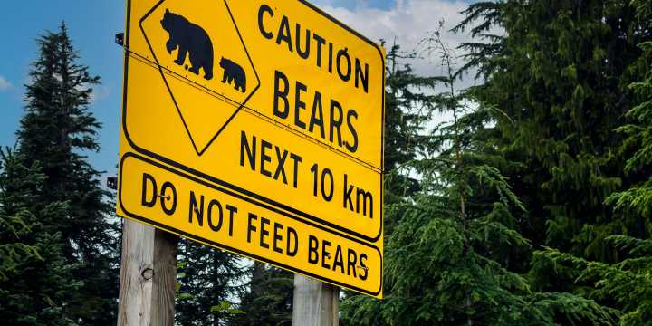 Feeding Bears, Flying Drones, Destroying Birds' Nests—Why Do National Parks Visitors Keep Breaking The Rules?