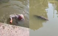 Abuelito desaparece en SLP y lo hallan nadando entre cocodrilos en Tampico (VIDEO)