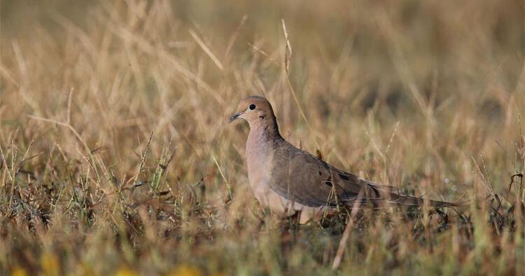 Permit application period winding down for upcoming dove hunting season