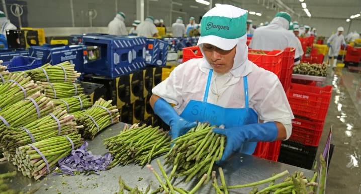 Nueva Ley Agraria recibió luz verde en el Congreso: Impuesto a la Renta baja a 15% para grandes empresas agrarias