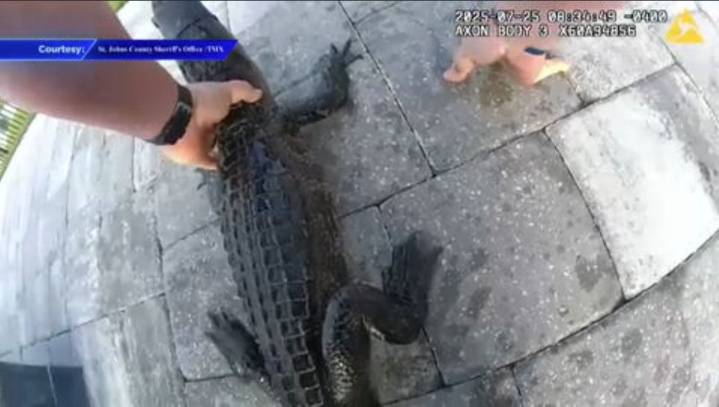 Alligator wrangled from pool by deputy in St. Augustine
