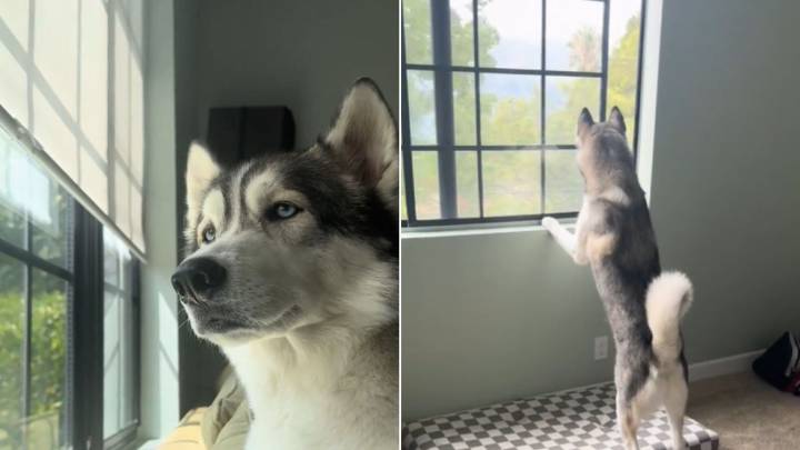 Pregnant Woman From California Noticed Her Husky Started Acting Odd Only To Learn The Real Reason