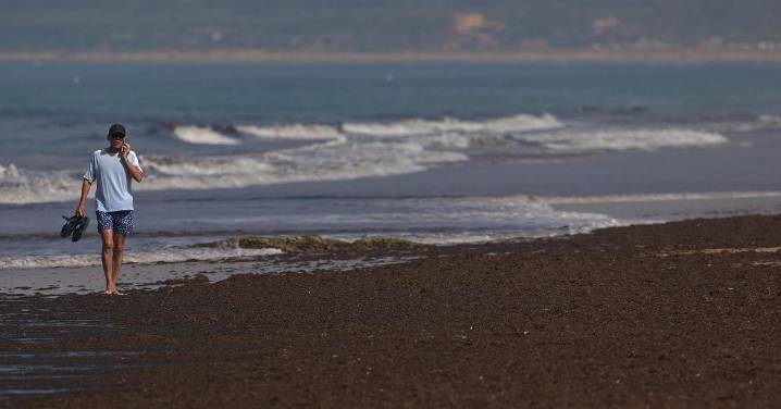 La costa de Huelva es la única que se libra del alga asiática en Andalucía