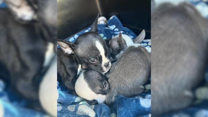 New Jersey Rescuers Were In Disbelief After Finding 3 Puppies Dumped Next To A Shelter