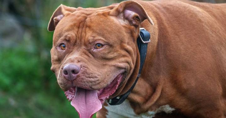 XL Bully court live as 6 owners to appear in dock including for alleged dog attacks
