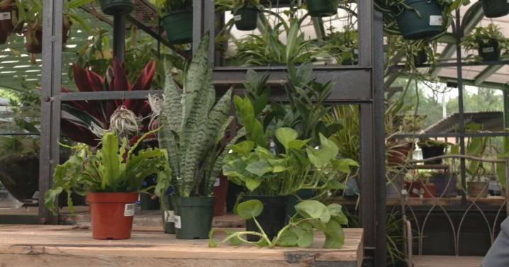 The easiest house plants you can keep alive to help purify the air in your home