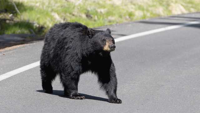 Florida officials approve black bear hunt proposal