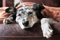 Good Dog, Bad Food: Foods for People That Are Bad for Your Dog