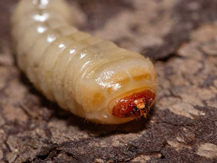 Qué es el gusano "barrenador", el temible parásito carnívoro que encendió las alarmas en Estados Unidos
