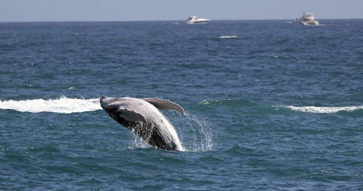 Los océanos no son azules: ¿Qué origina el color azul de las aguas oceánicas?