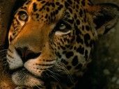 Aumenta 10% la población de jaguares en México, pero la especie sigue en peligro de extinción