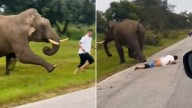 Elephant tramples tourist ‘who took its photo with flash on’