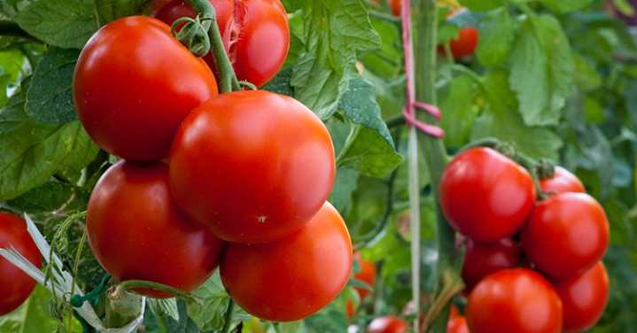 México establece precios mínimos para la exportación de jitomate fresco