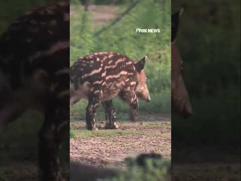 FIRST LOOK: A baby Baird's Tapir makes adorable zoo debut! #zoo #shorts #animals #debut #houston