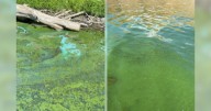 Toxic algae found in Snake River in Whitman County