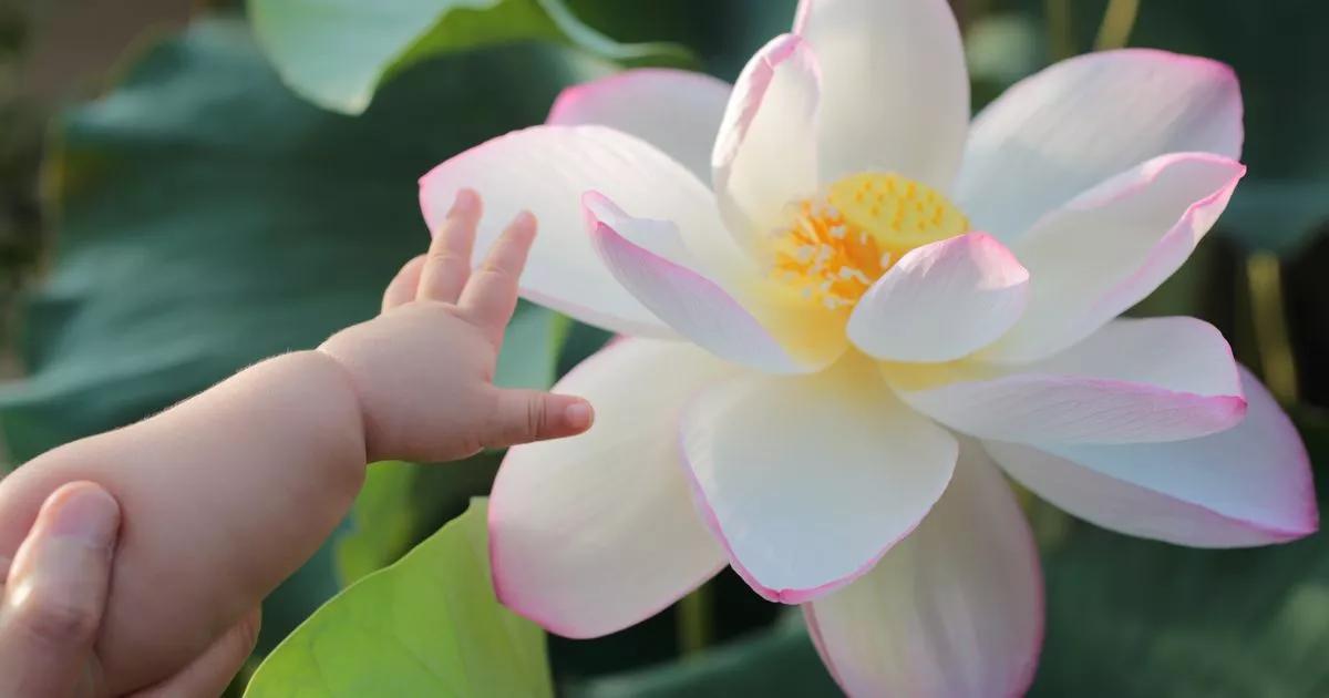 Lily tops the list as floral baby names rise in popularity