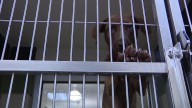Pasco County waiving pet adoption fees to 'Clear the Shelters.' Here's what to know