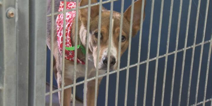 Maricopa County shelter waives dog, puppy adoption fees amid overcrowding