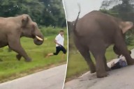 Wild elephant tramples tourist after ignorant selfie attempt