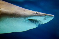 Here are the United States’ top 10 shark attack beaches dating back to the 1600s